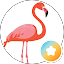 Flamingo Rides